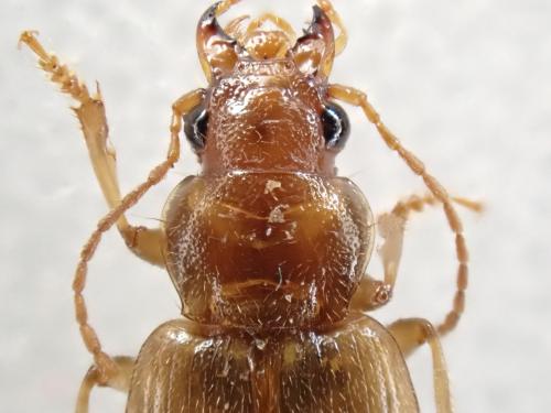 Dicheirotrichus obsoletus